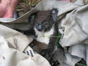victorian bushfire rescued koala